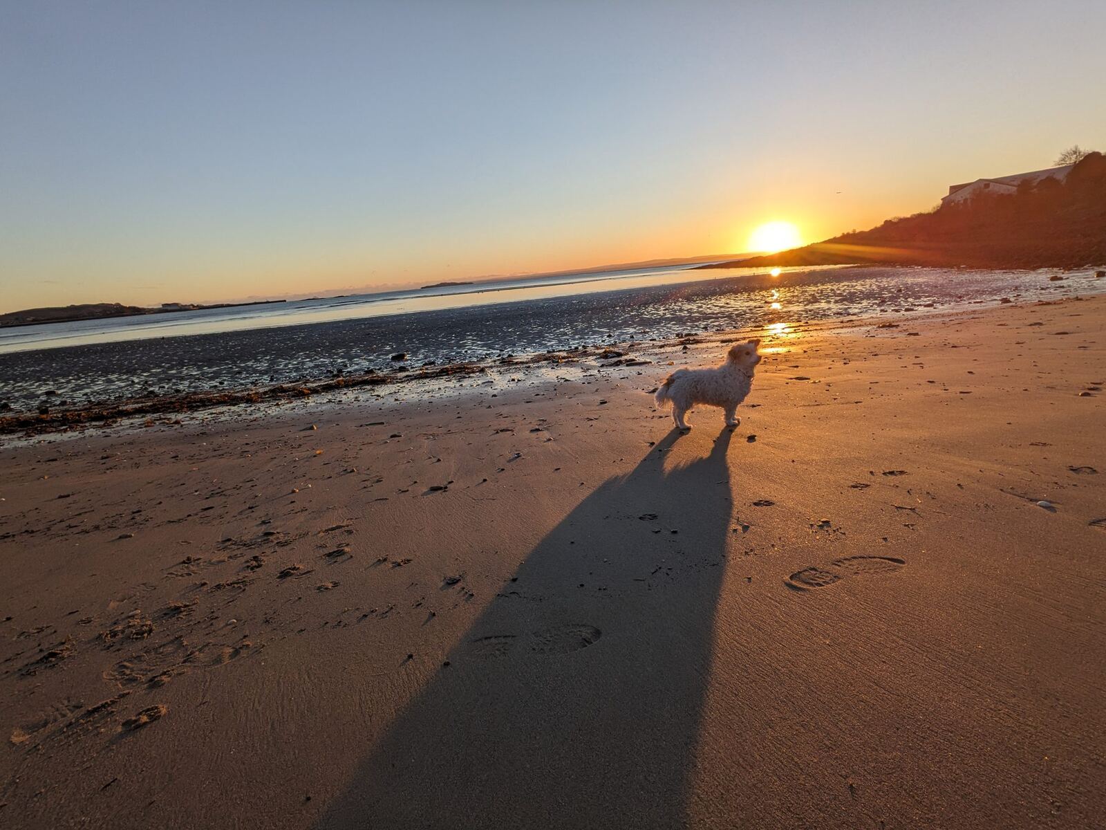 Long shadows of a person and dog on the golden sand at sunset, Aberdour.