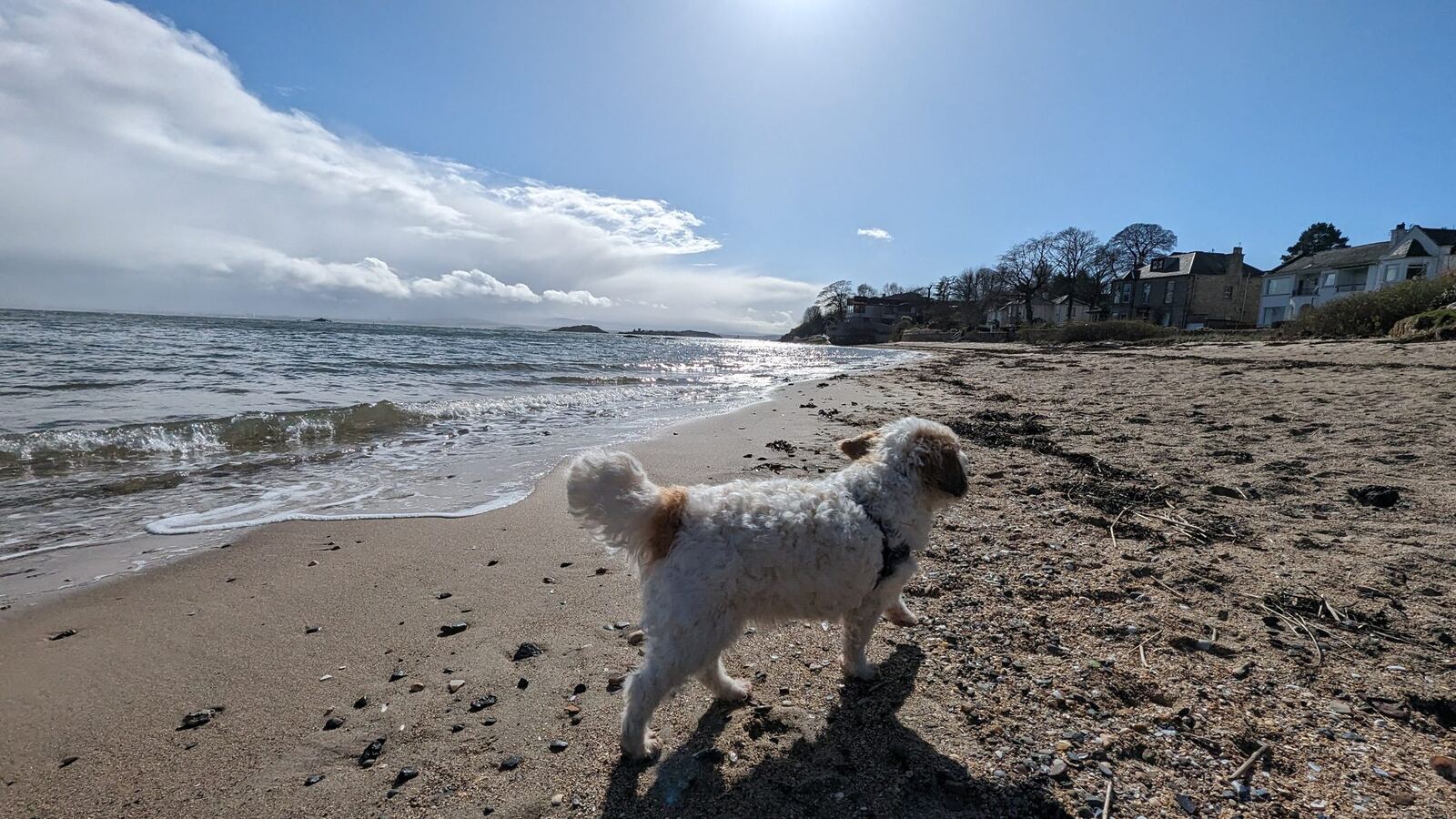 A dog on the sand at the Silver Sands beach, Aberdour.