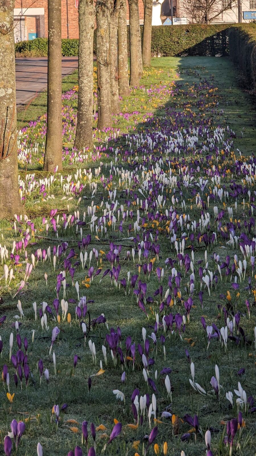 A dense carpet of purple and white spring crocuses in an Alloa park.