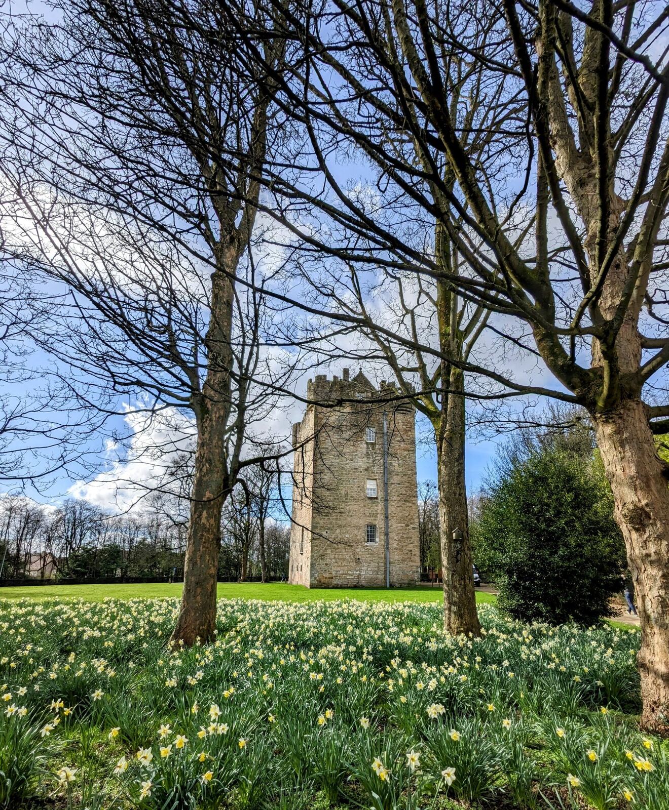 Daffodils lining a tree avenue in an Alloa park with a stone tower beyond.