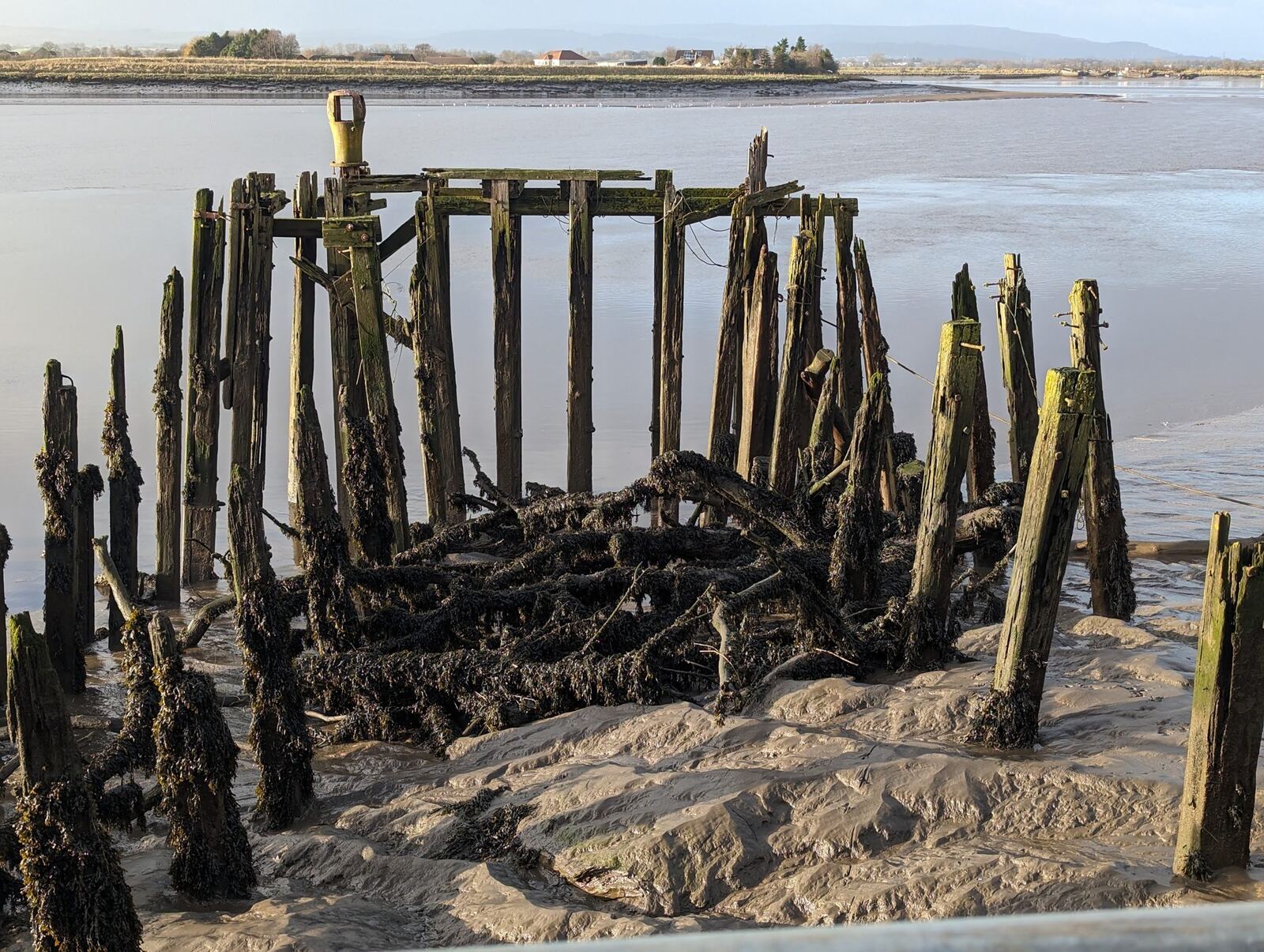 Rows of weathered timber pier pilings standing in the mudflats of the Firth of Forth at Alloa.