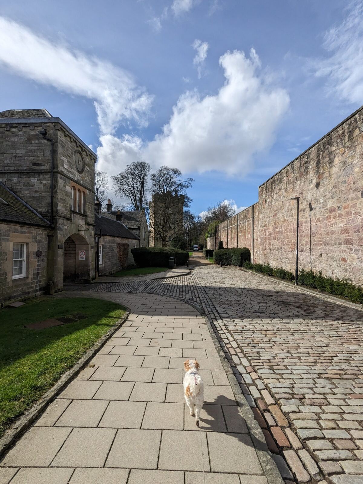 A quiet cobbled and paved lane between old stone walls in Alloa, a small dog walking ahead.