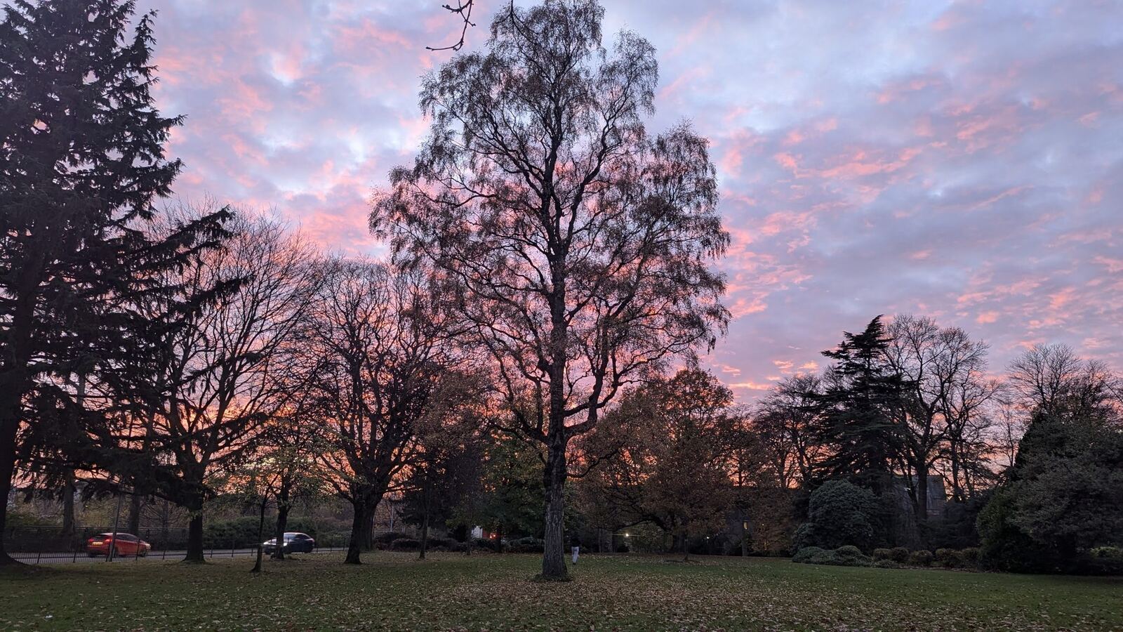 A pink and gold sunset over parkland trees in Alloa.
