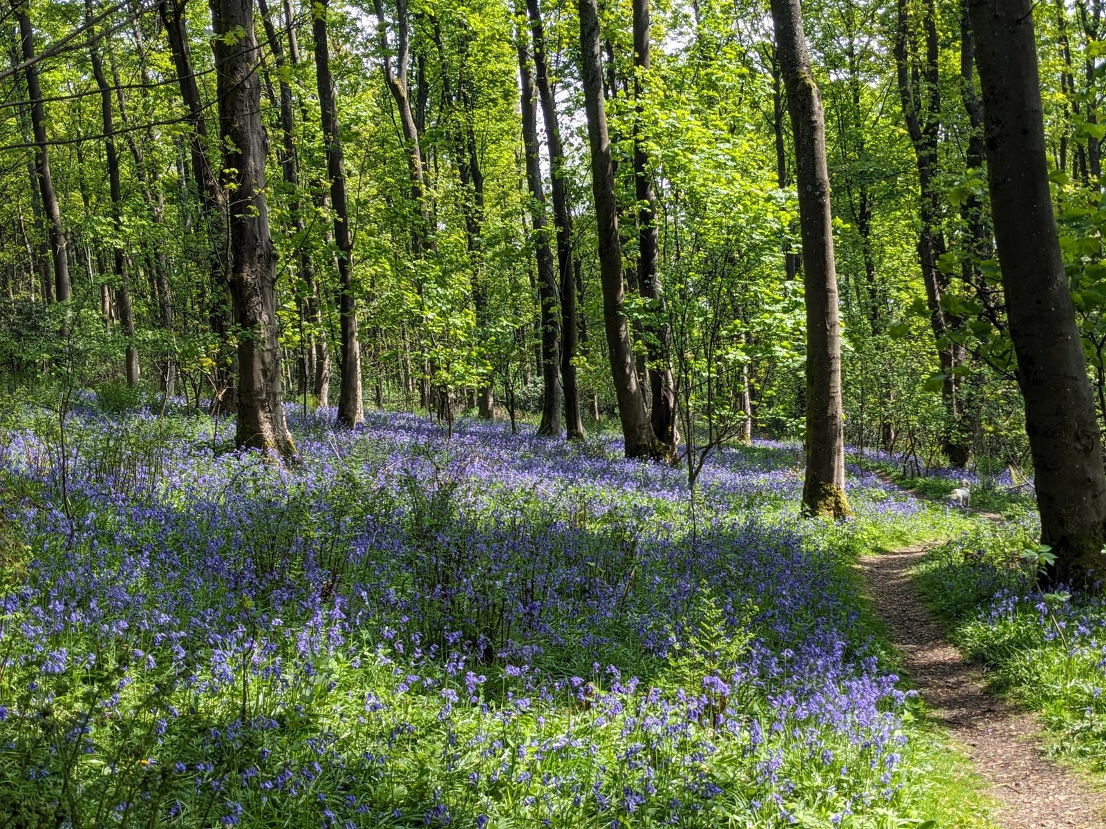 Bluebell woods near Alva in spring.