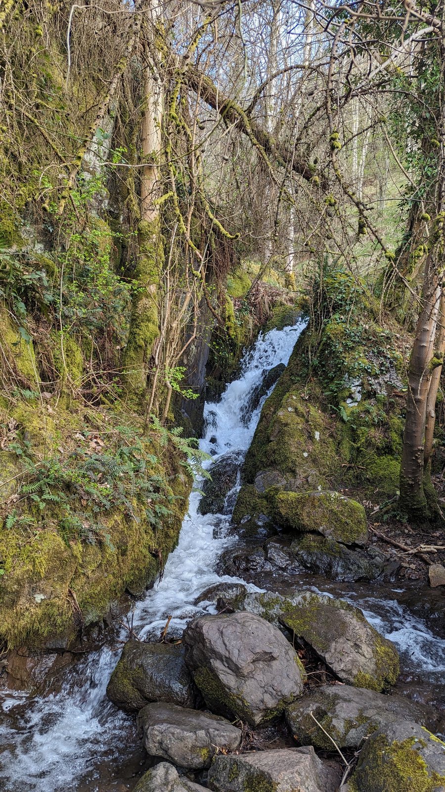 A cascade in the wooded gorge of Alva Glen.