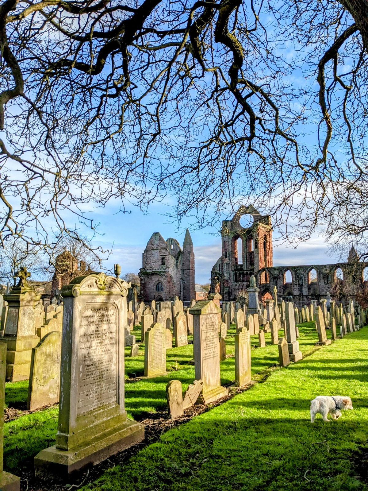 Lillie the dog among the gravestones at Arbroath Abbey.