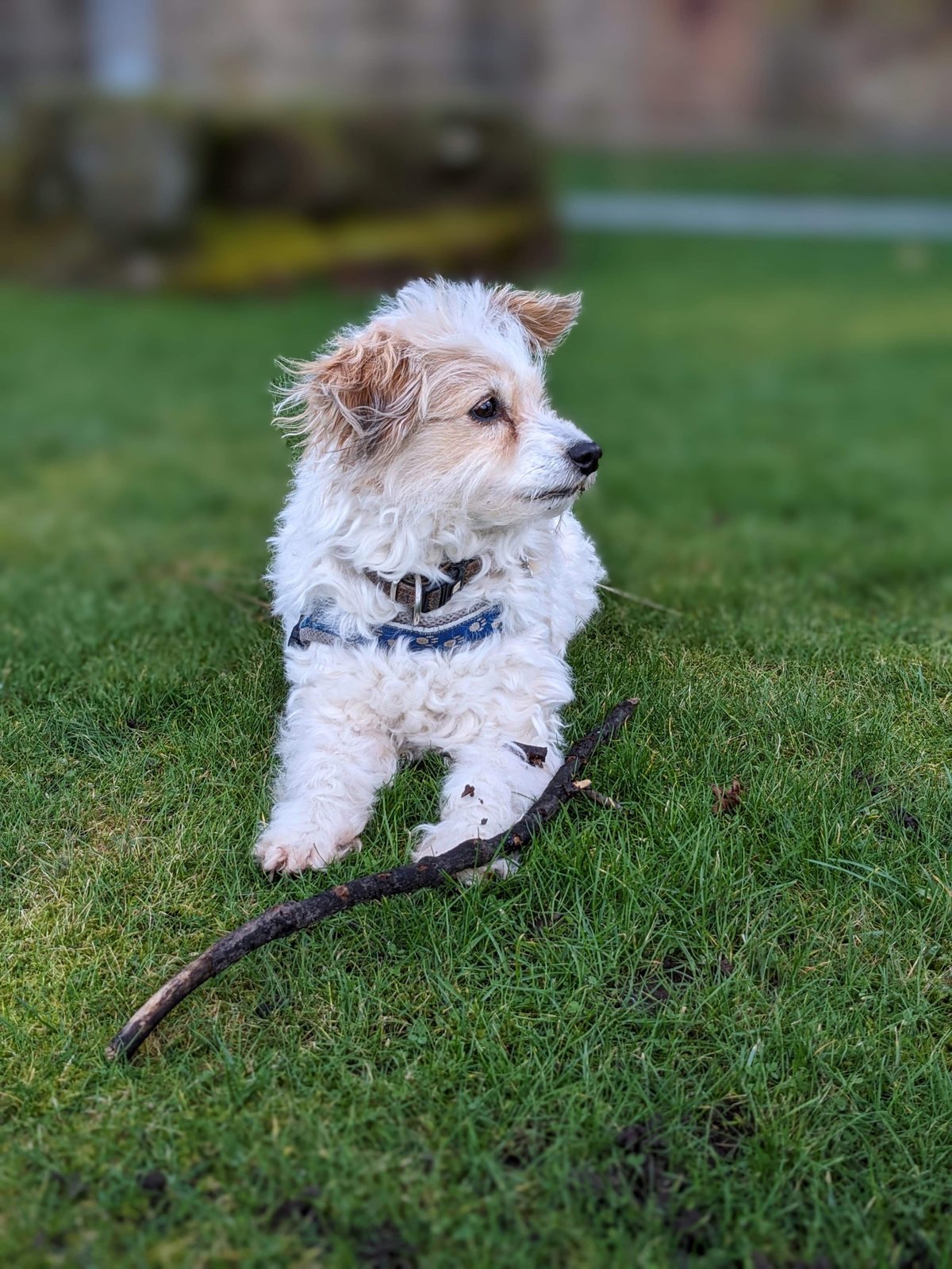 Lillie the dog running with a stick at Arbroath.