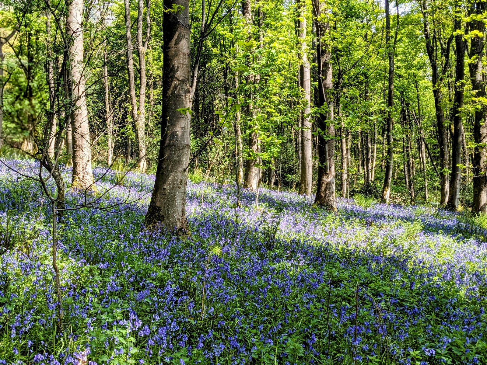 A bluebell wood inland near Ballochroy, west Kintyre.