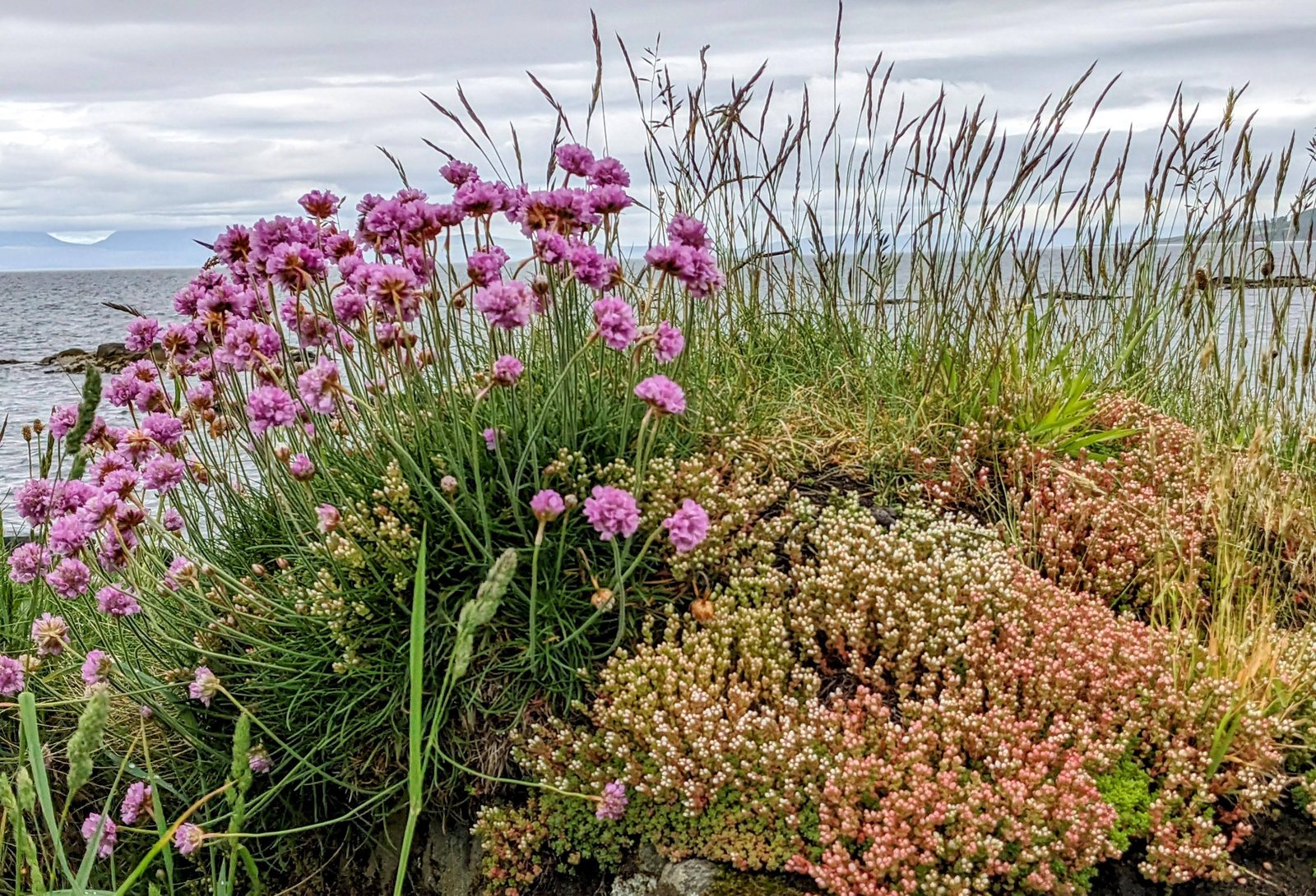 Sea pinks (thrift) flowering on the rocks at Ballochroy.