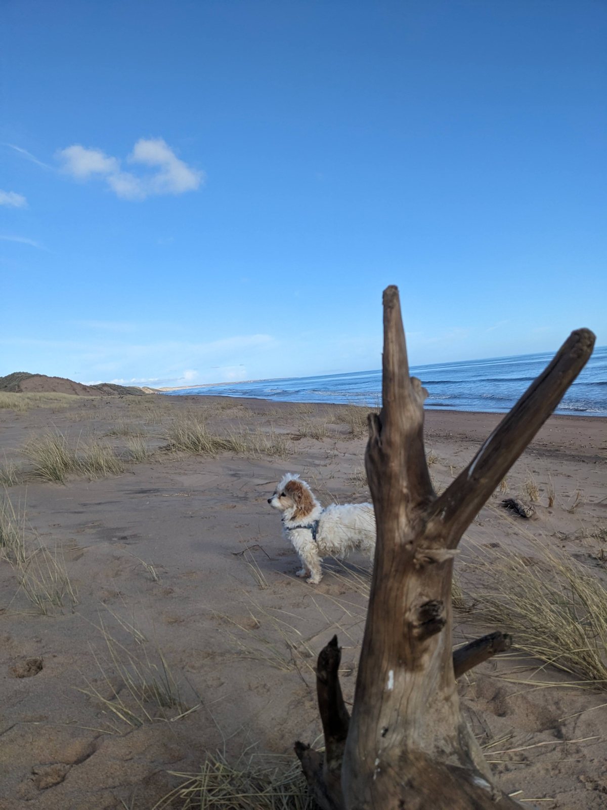 Lillie the dog by a driftwood log on Balmedie beach.