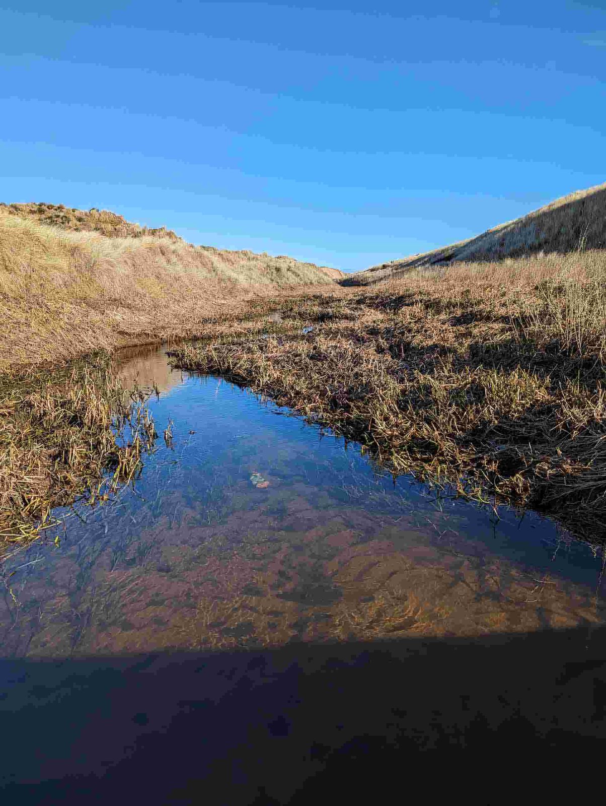 A still pool among the dunes at Balmedie.