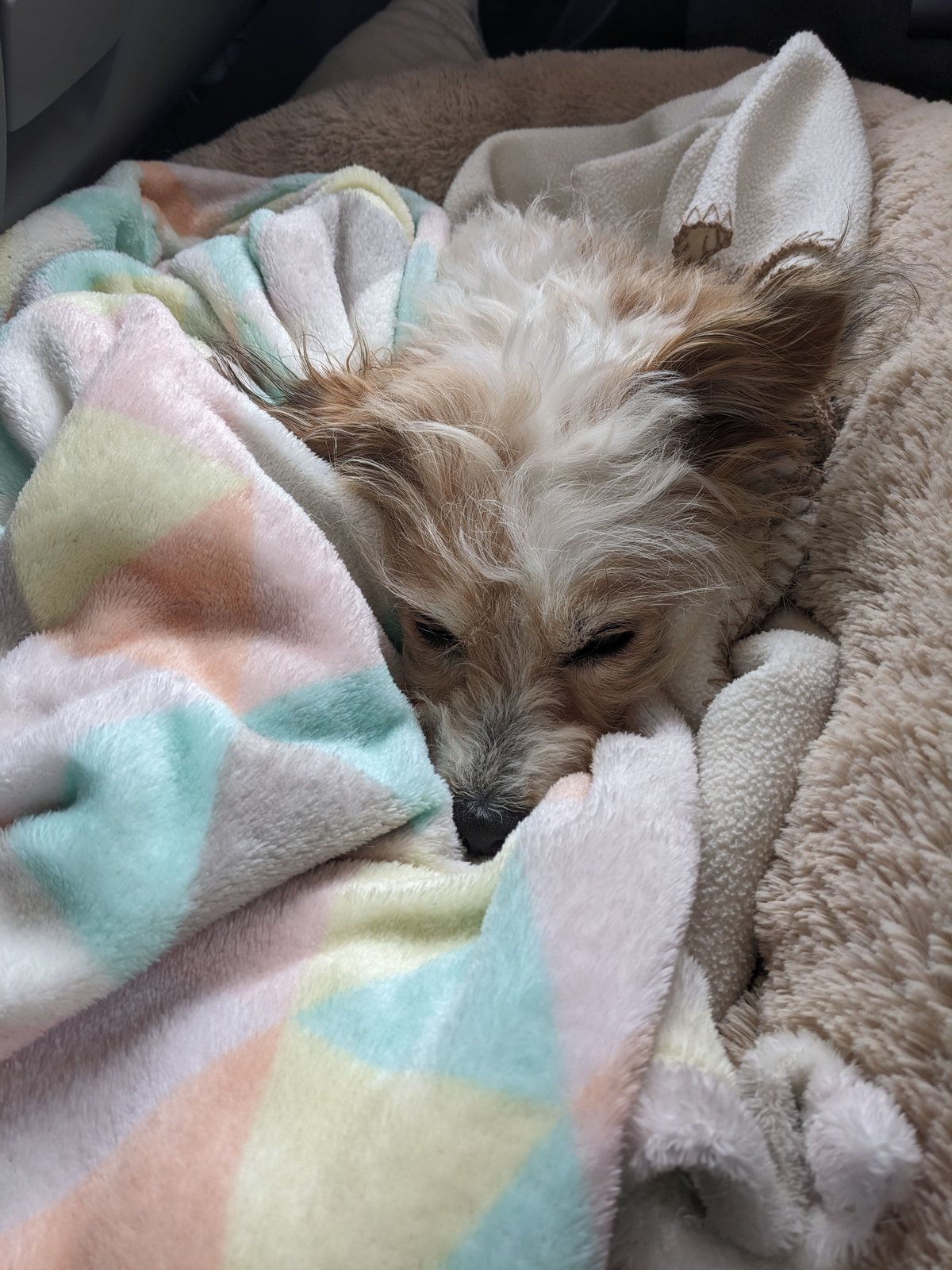 Lillie the dog asleep in the motorhome at Balmedie.