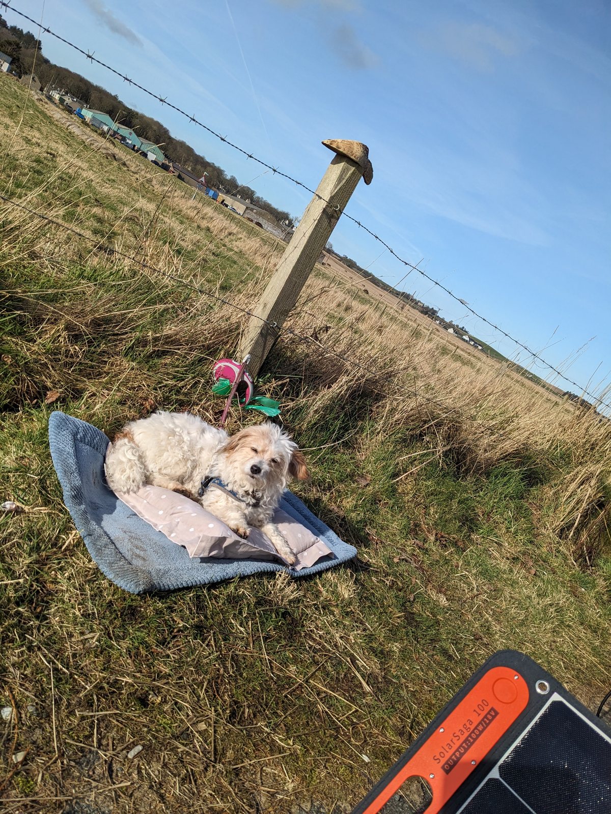 Lillie the dog enjoying the sunshine at Balmedie.