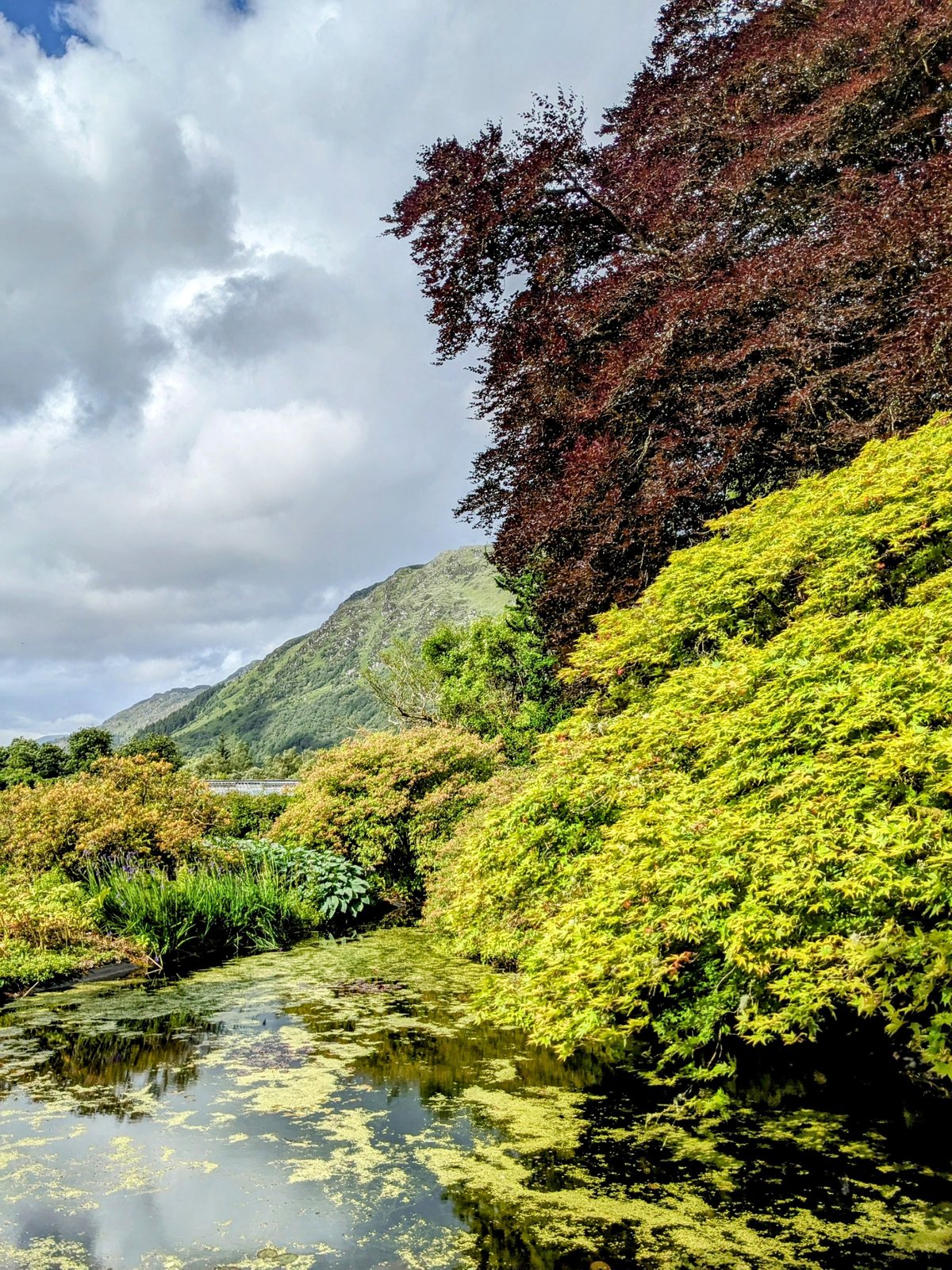 Japanese maples and pond in the formal part of Benmore garden.
