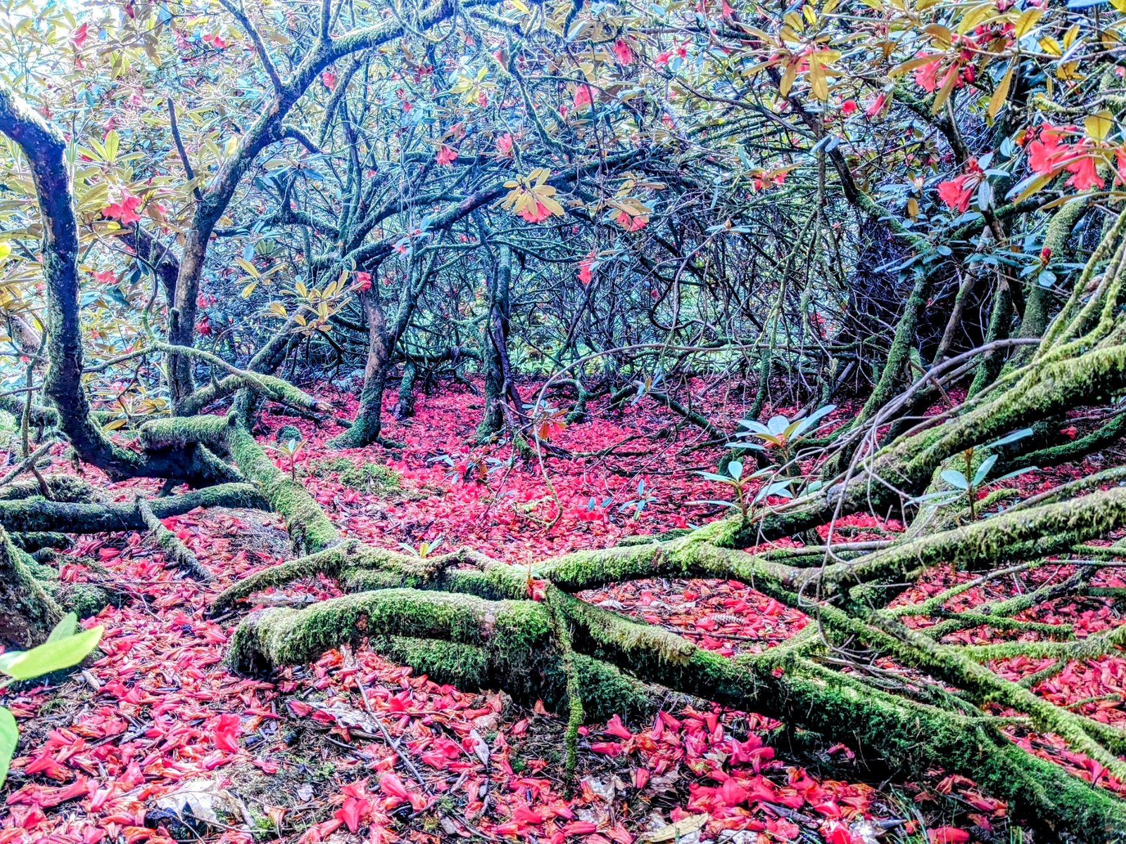 A carpet of fallen red rhododendron petals on the ground at Benmore.