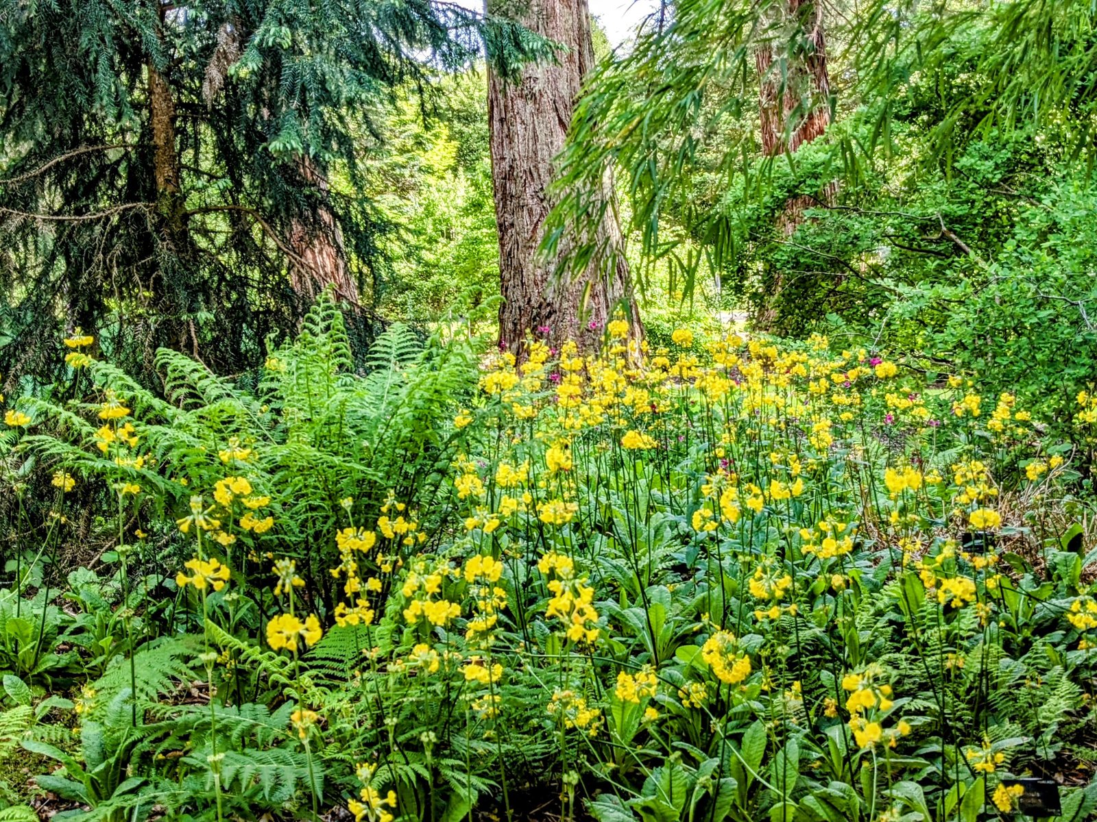 A flower border below tall trees at Benmore.