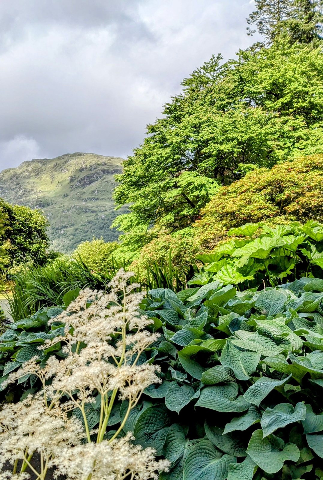 Lush foliage and hills in the garden valley at Benmore.