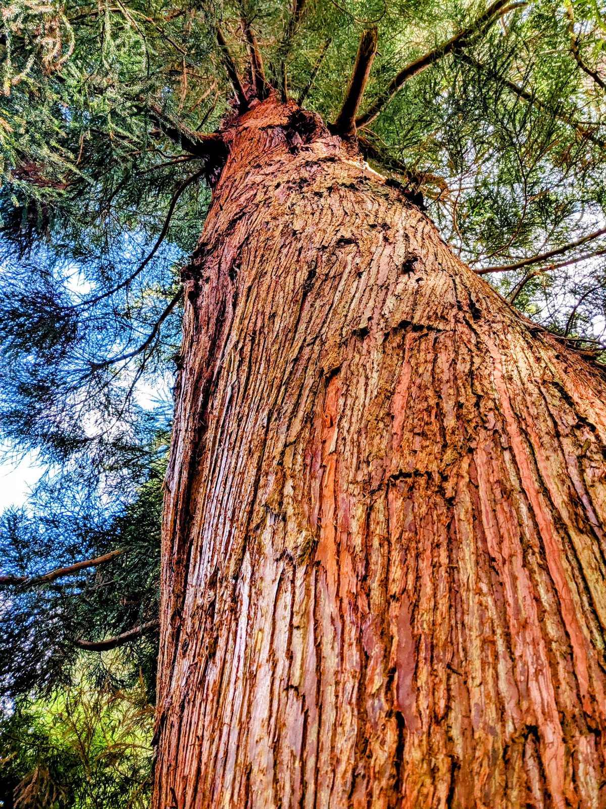 The huge fibrous red trunk of a giant sequoia at Benmore.