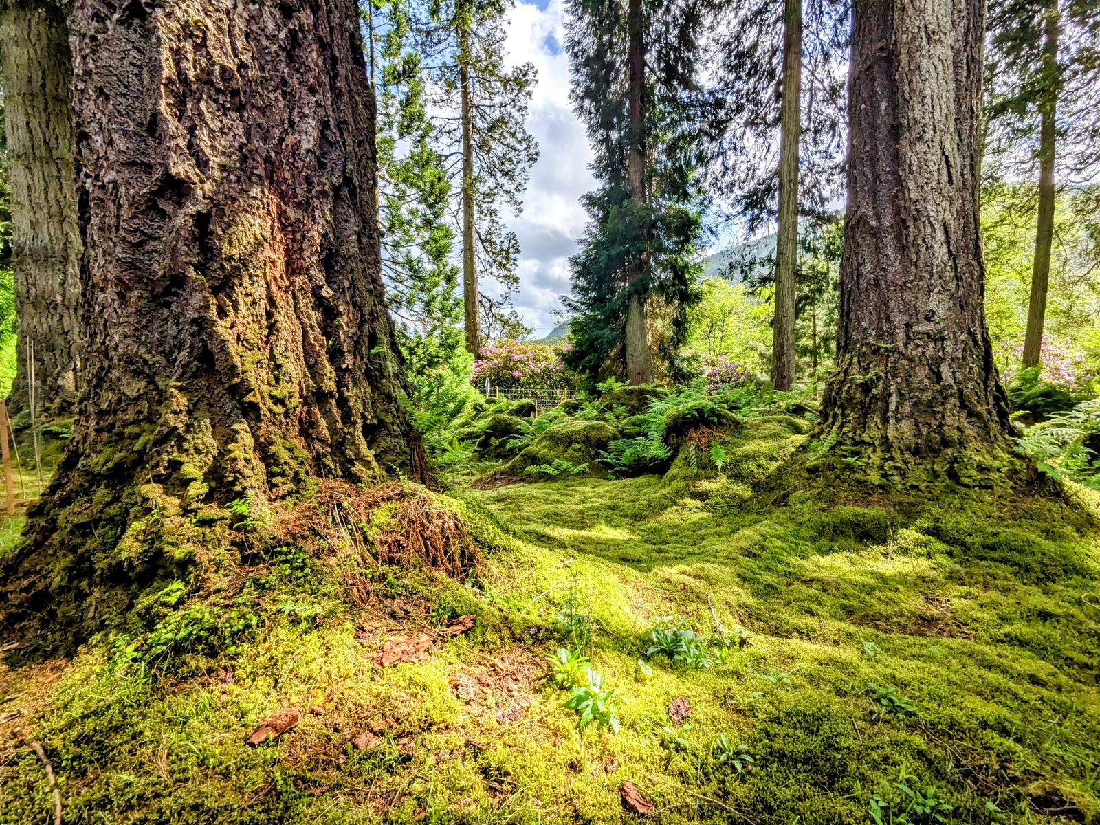 Mossy woodland paths climbing the hill at Benmore.
