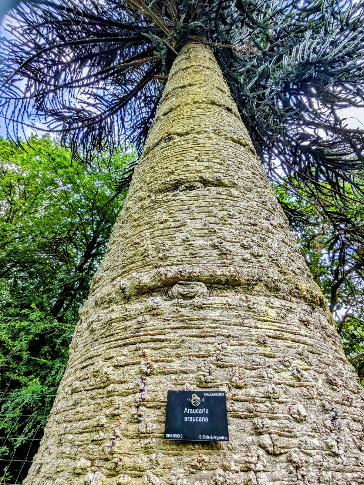 A tall stone pyramid memorial among the trees at Benmore.