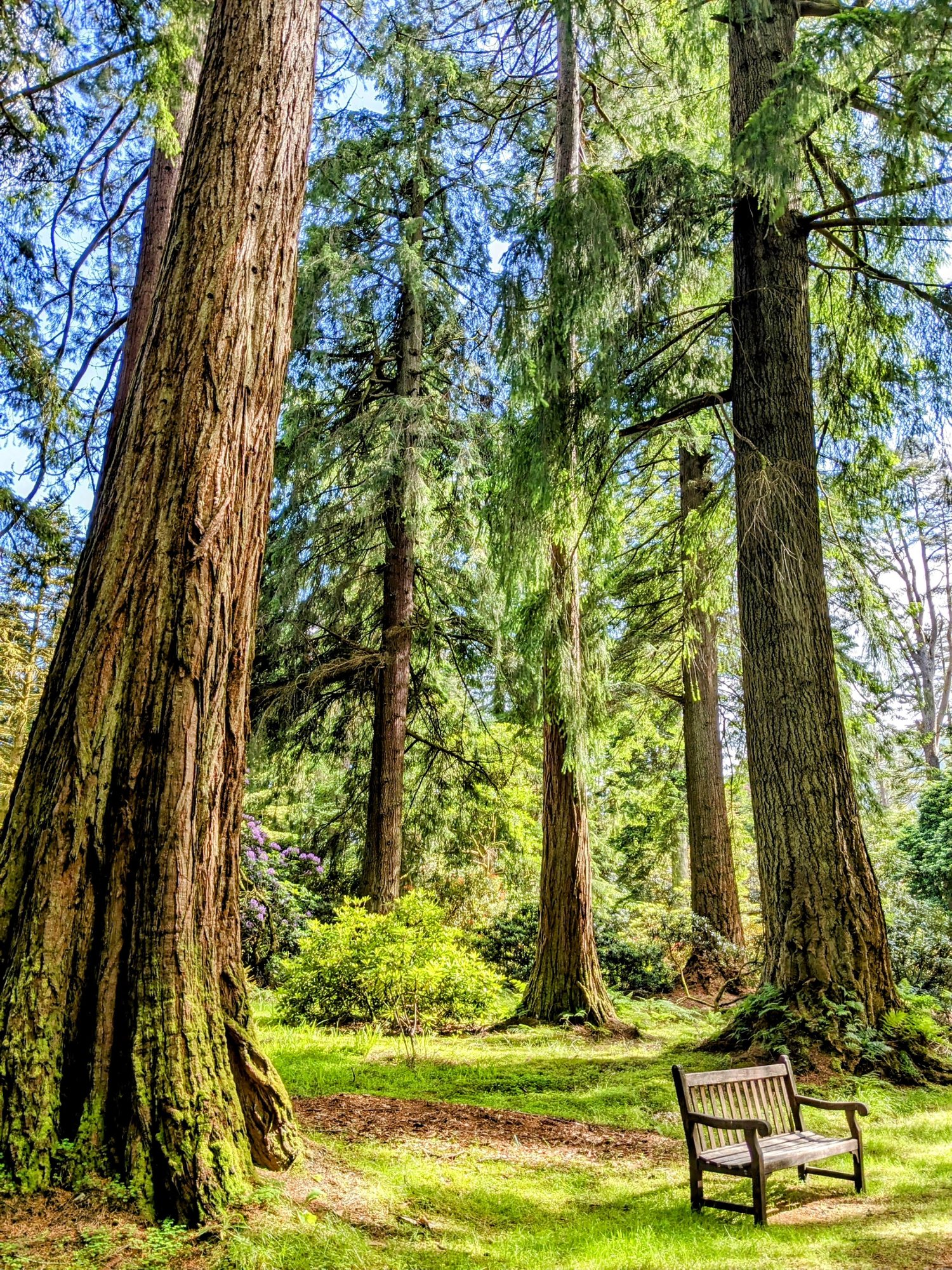 The avenue of giant redwoods at the entrance to Benmore Botanic Garden, Argyll.