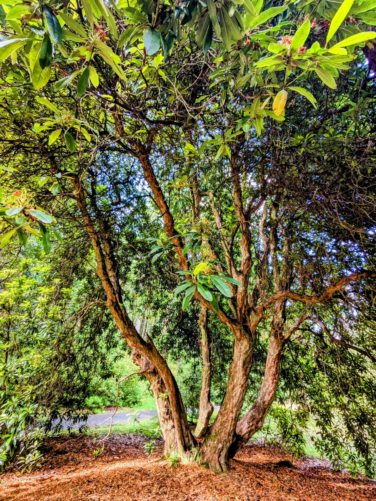 A large flowering rhododendron at Benmore Botanic Garden.