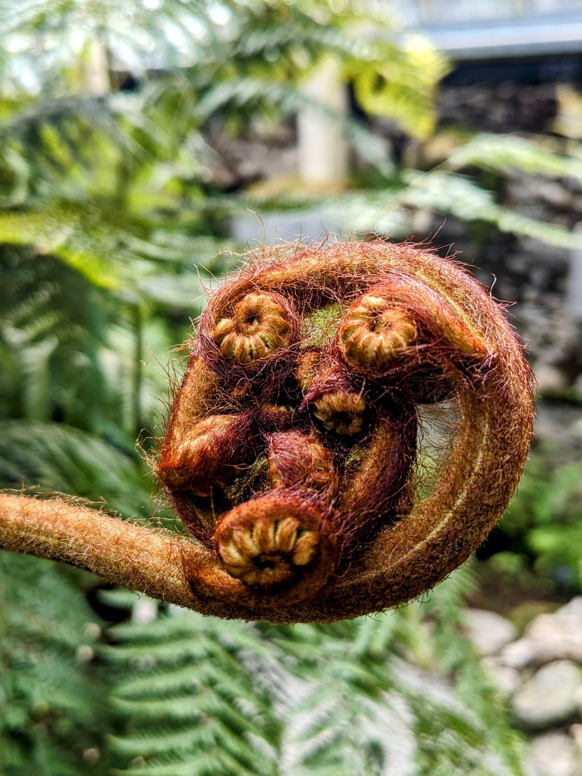 The unfurling crozier of a tree fern at Benmore.