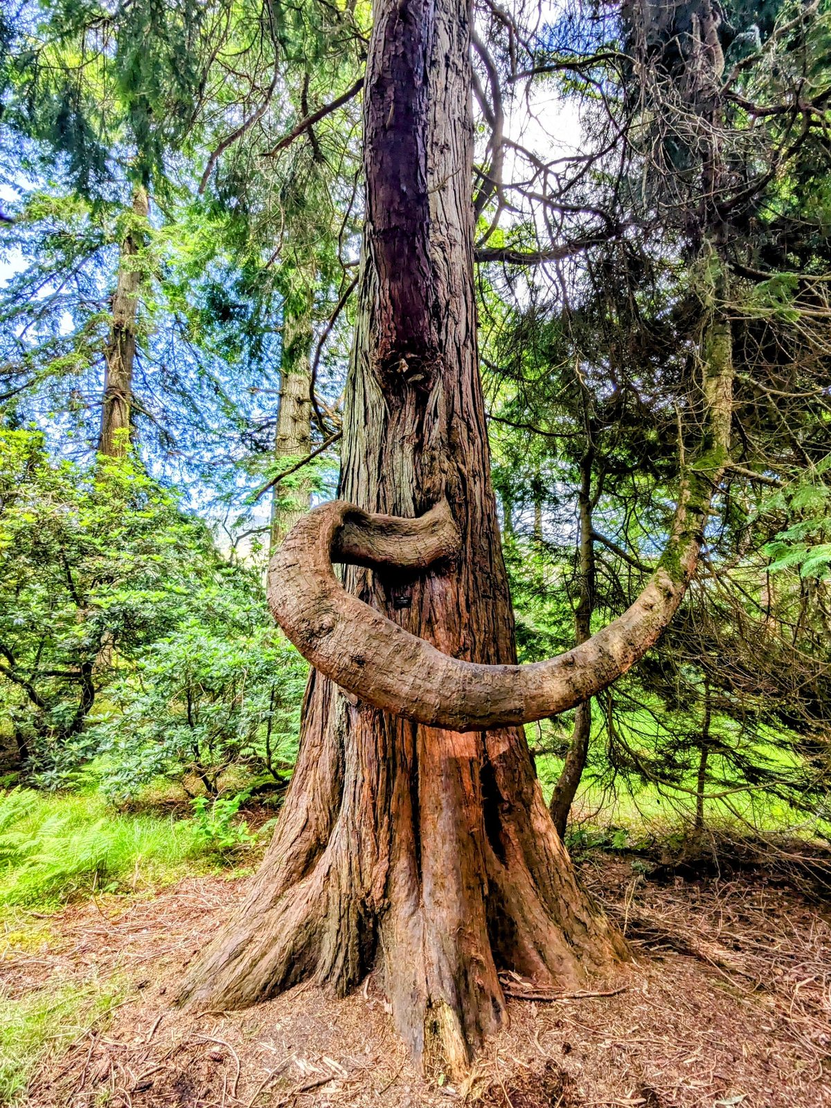 A tall conifer with twisting trunk in the woodland at Benmore.