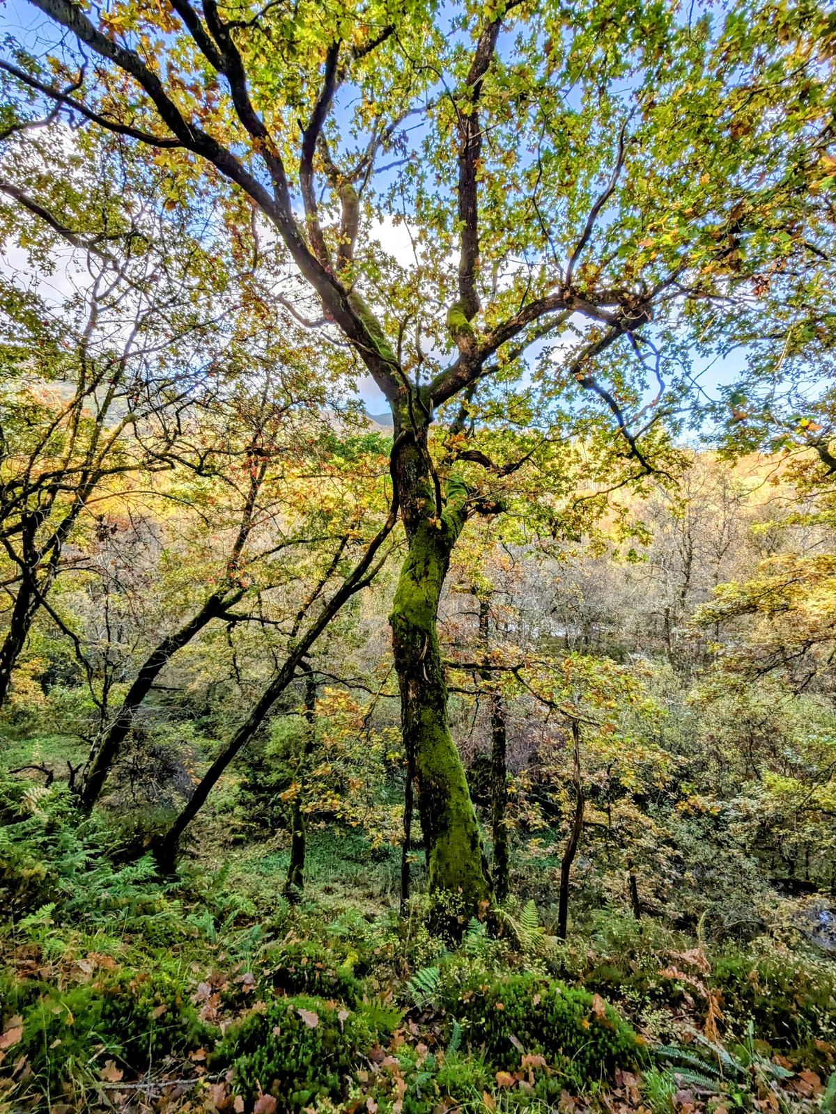Looking up into a blaze of autumn canopy in the woods near Callander.