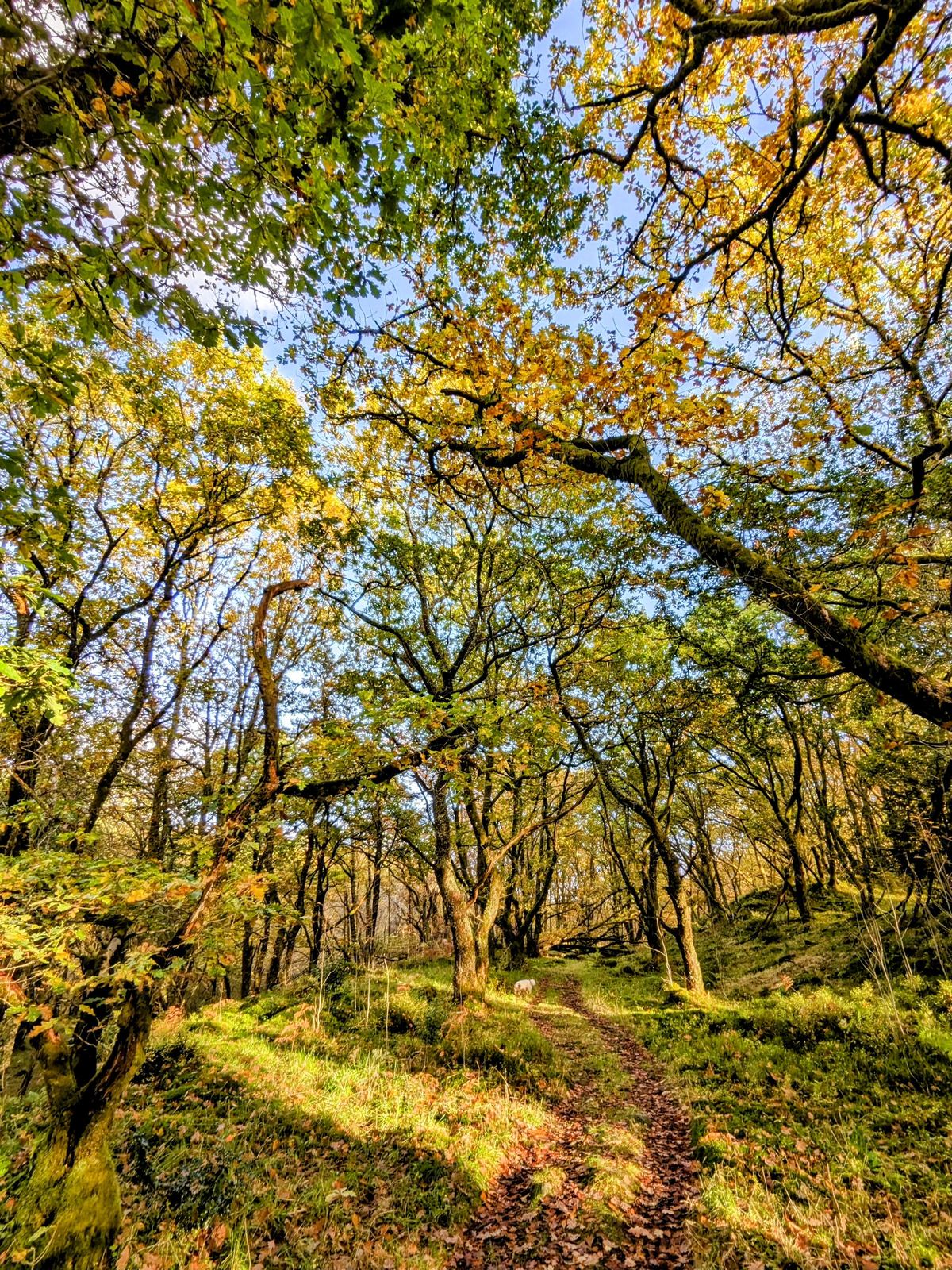 A golden autumn woodland path on the Trossachs trails near Callander.