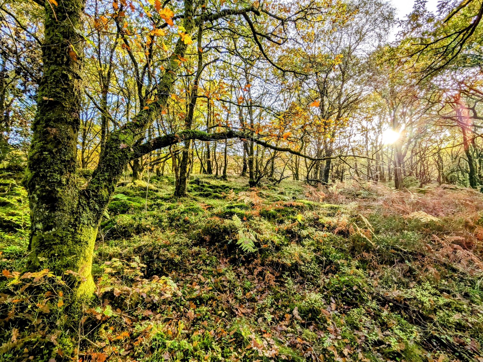 Golden autumn woodland near Callander.