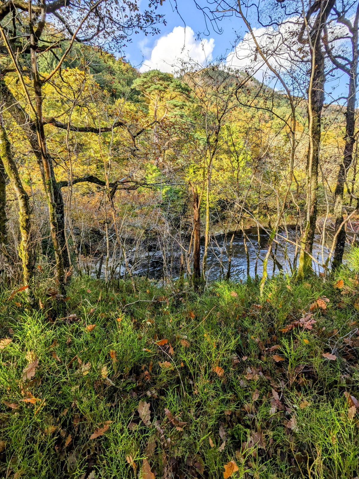 Autumn woodland beside dark water on the paths west of Callander, birches turning yellow.