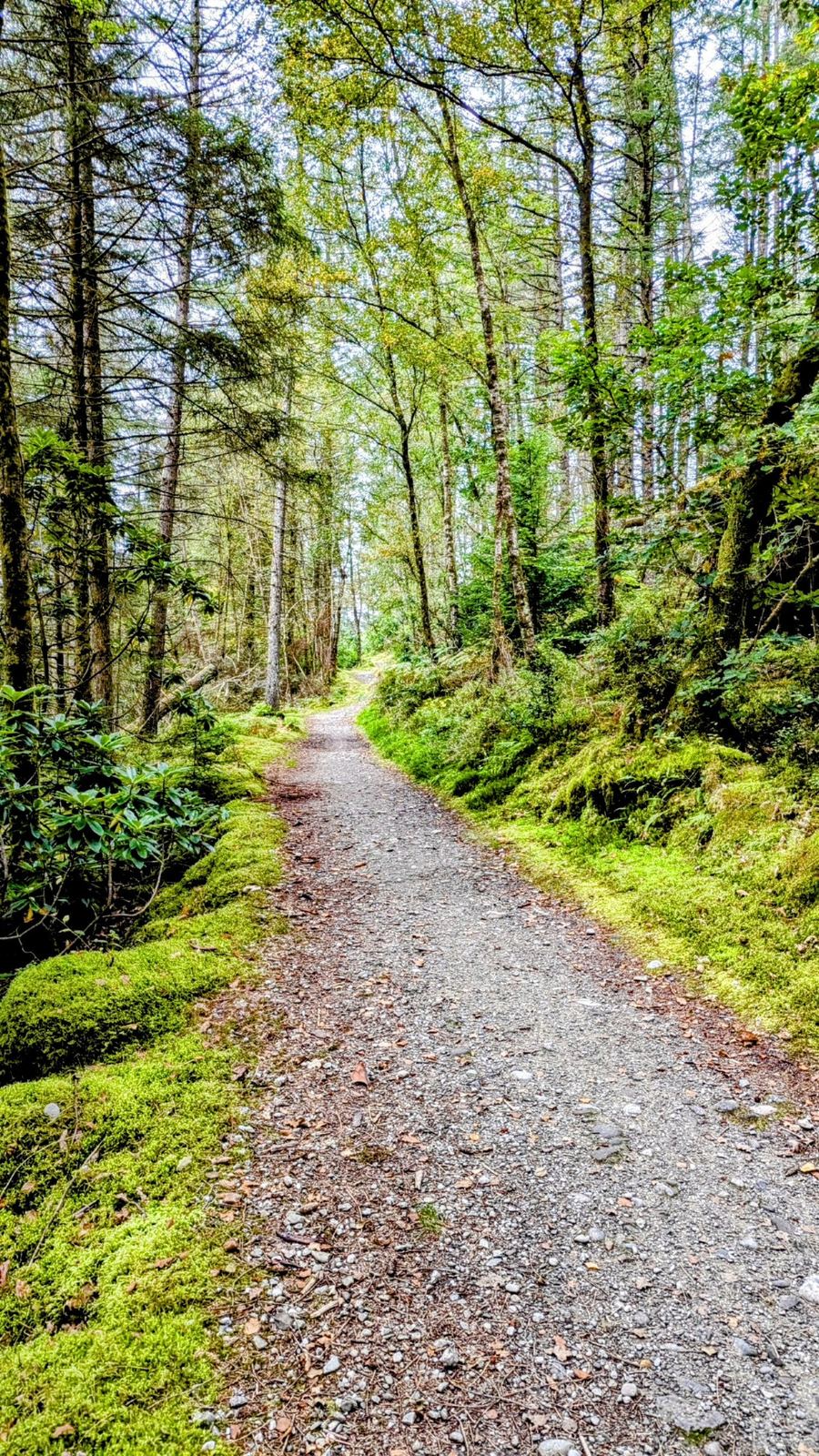 A gravel forest track winding through mossy green woodland on the Great Trossachs Path near Callander.