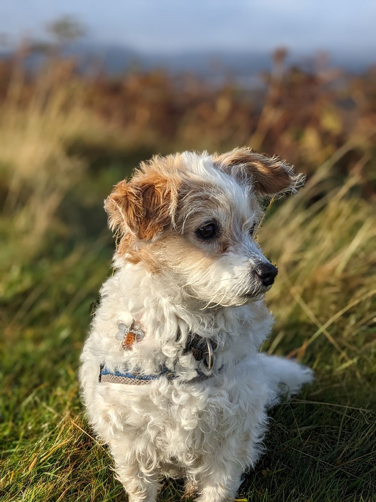 Lillie, a small white and tan terrier-cross, sitting in tall autumn grass on the hill above Callander.