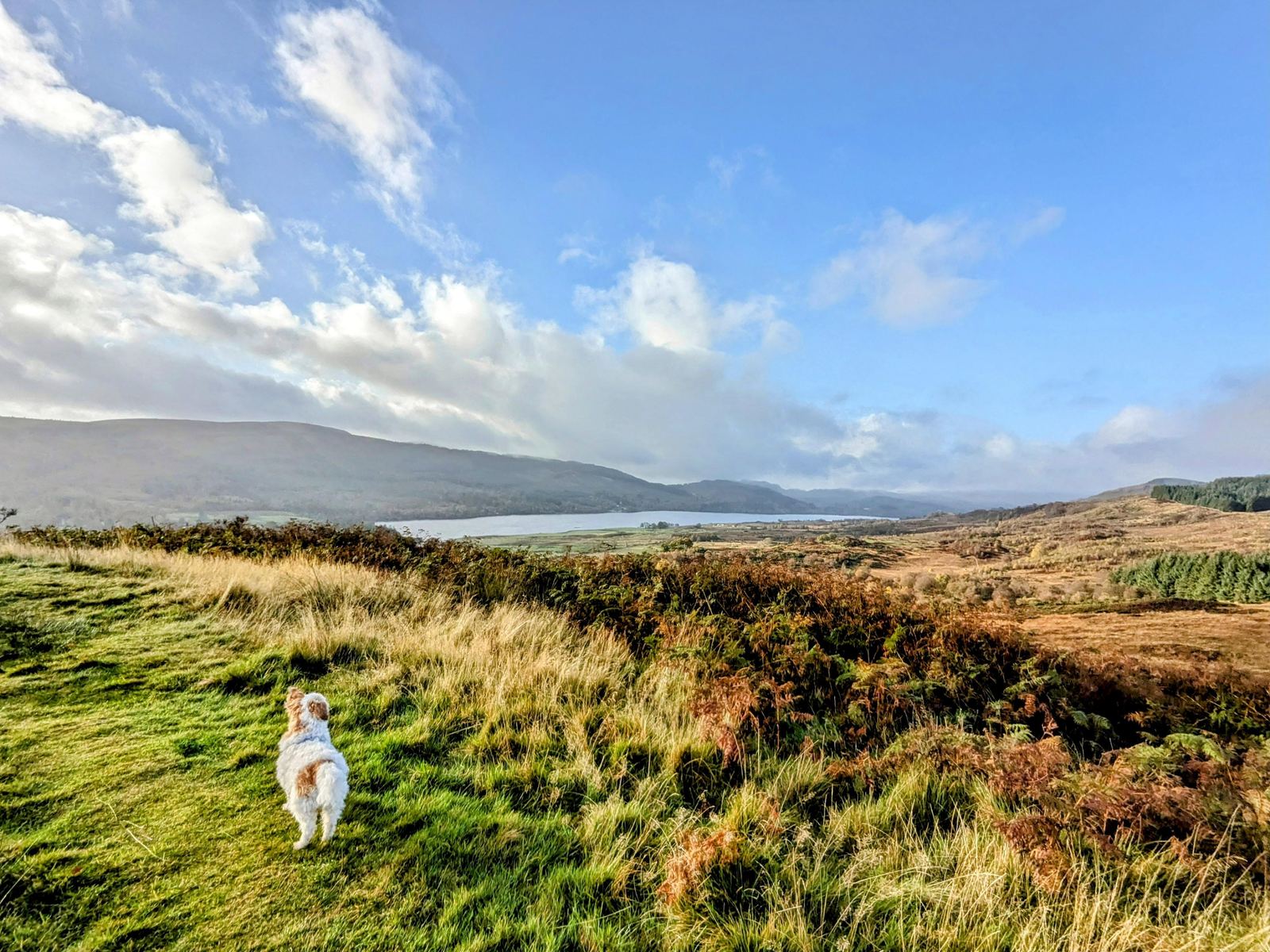 Open autumn moor and bracken above Callander looking over Loch Venachar to the Trossachs hills, with Lillie the dog on the path.