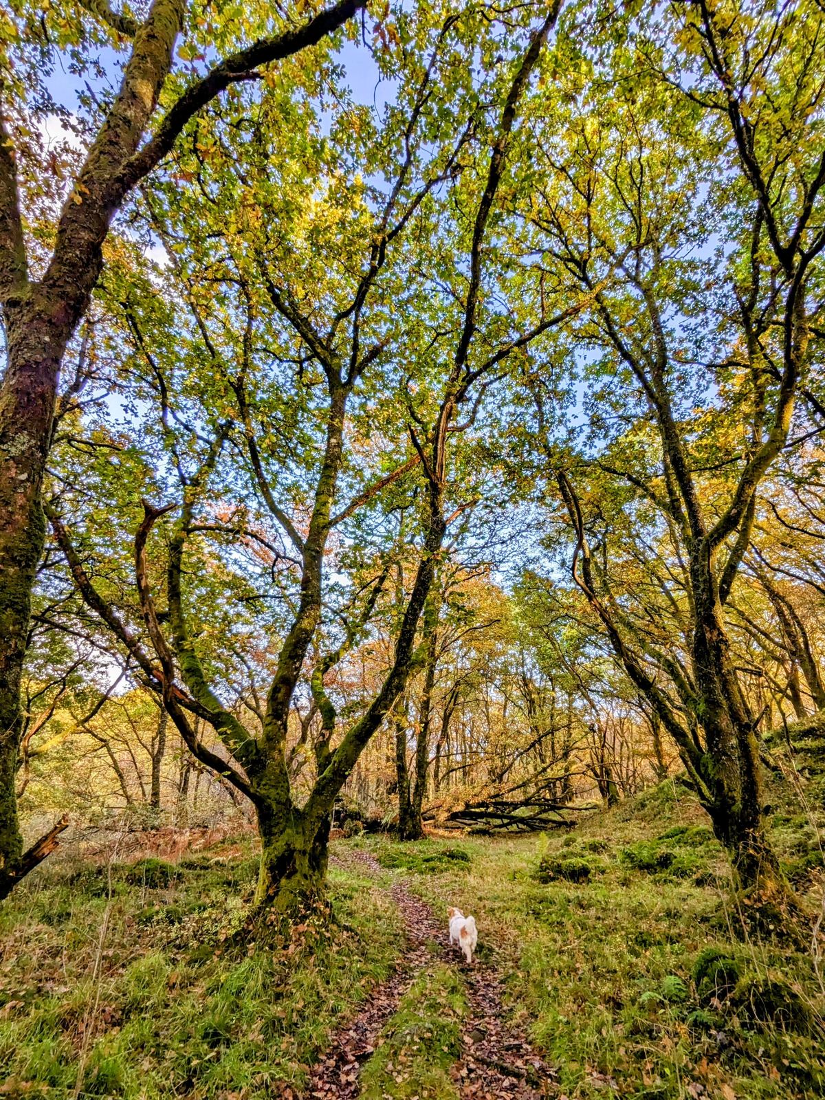 A great spreading oak over a woodland path in autumn near Callander.