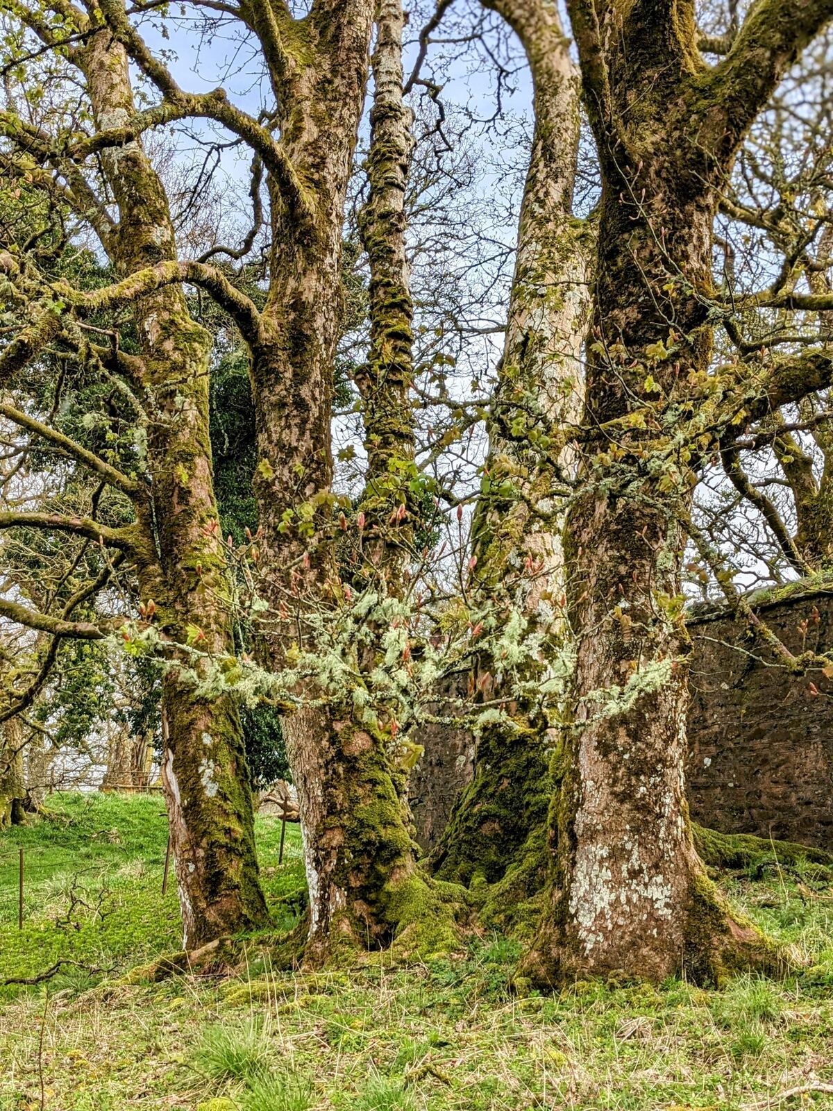 A large multi-trunked moss- and lichen-covered old tree beside a stone wall at Callander under a blue sky.