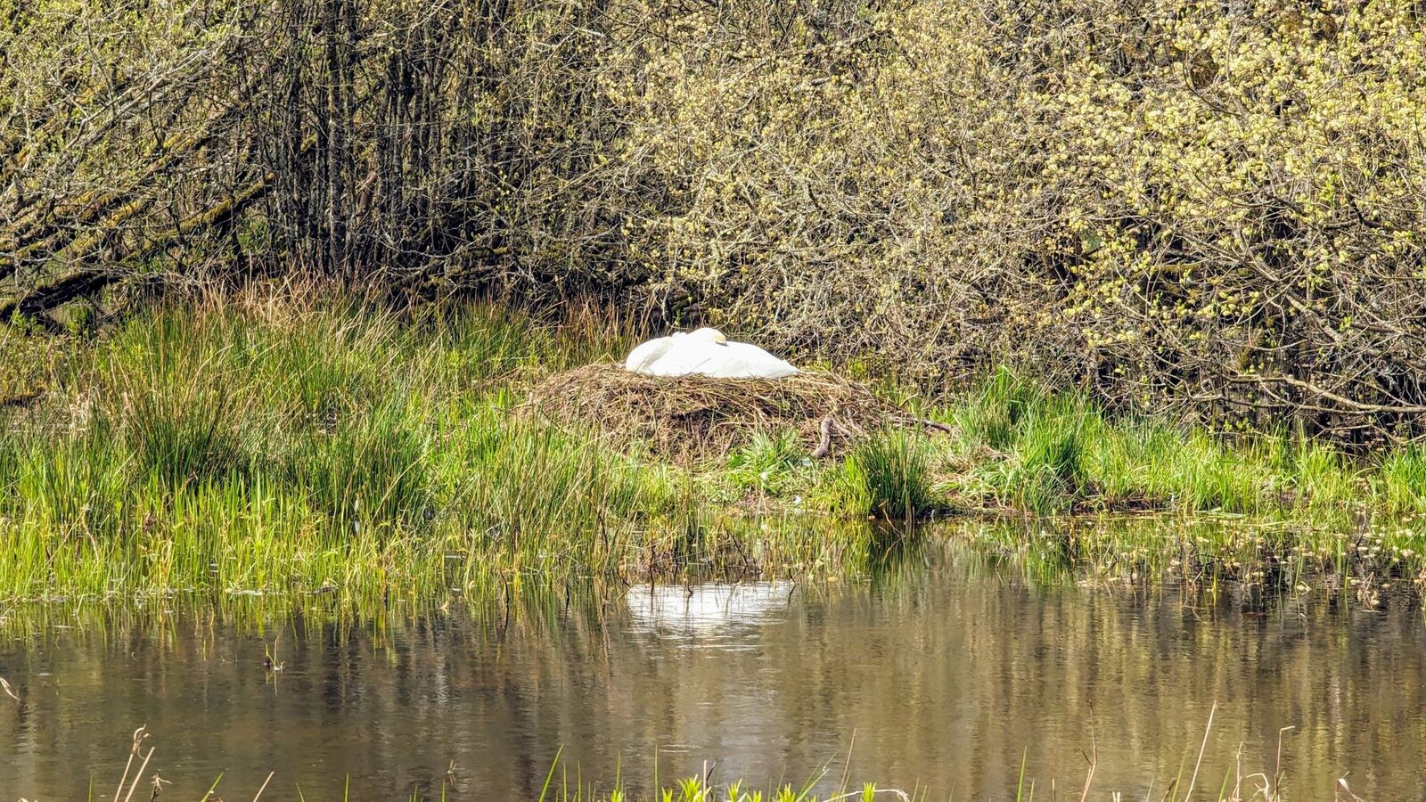 A swan nesting on a reedy bank of the River Teith at Callander in spring.