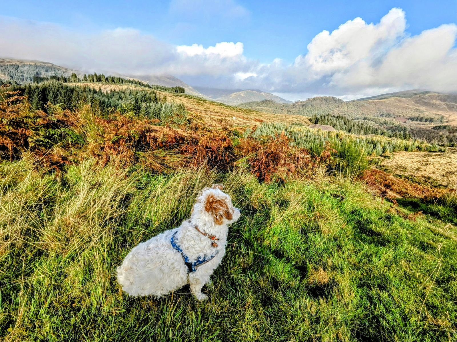 Rolling autumn moorland and distant Trossachs hills above Callander, Lillie the dog sitting on the path.