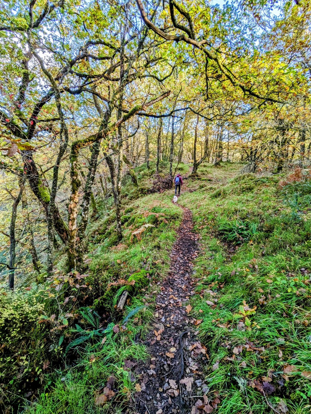 A walker on a leafy autumn path through the Trossachs woods near Callander.