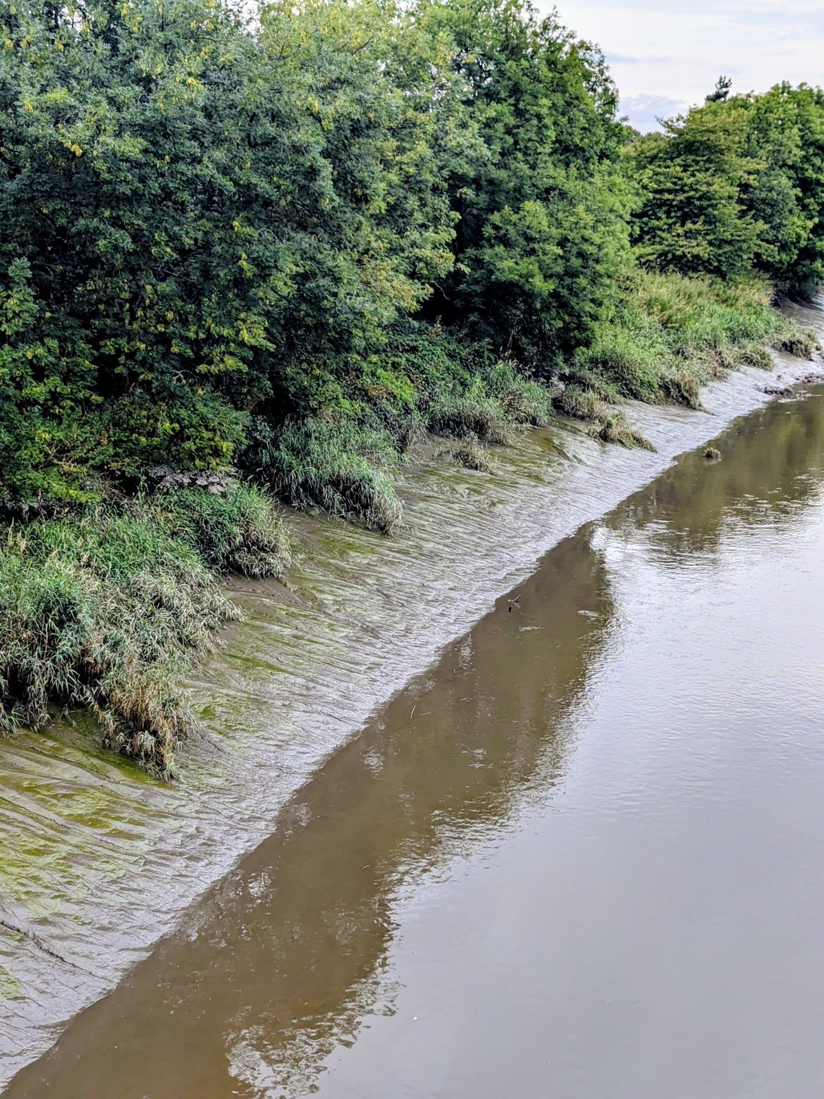The River Forth at low tide near Cambuskenneth, showing muddy tidal banks.