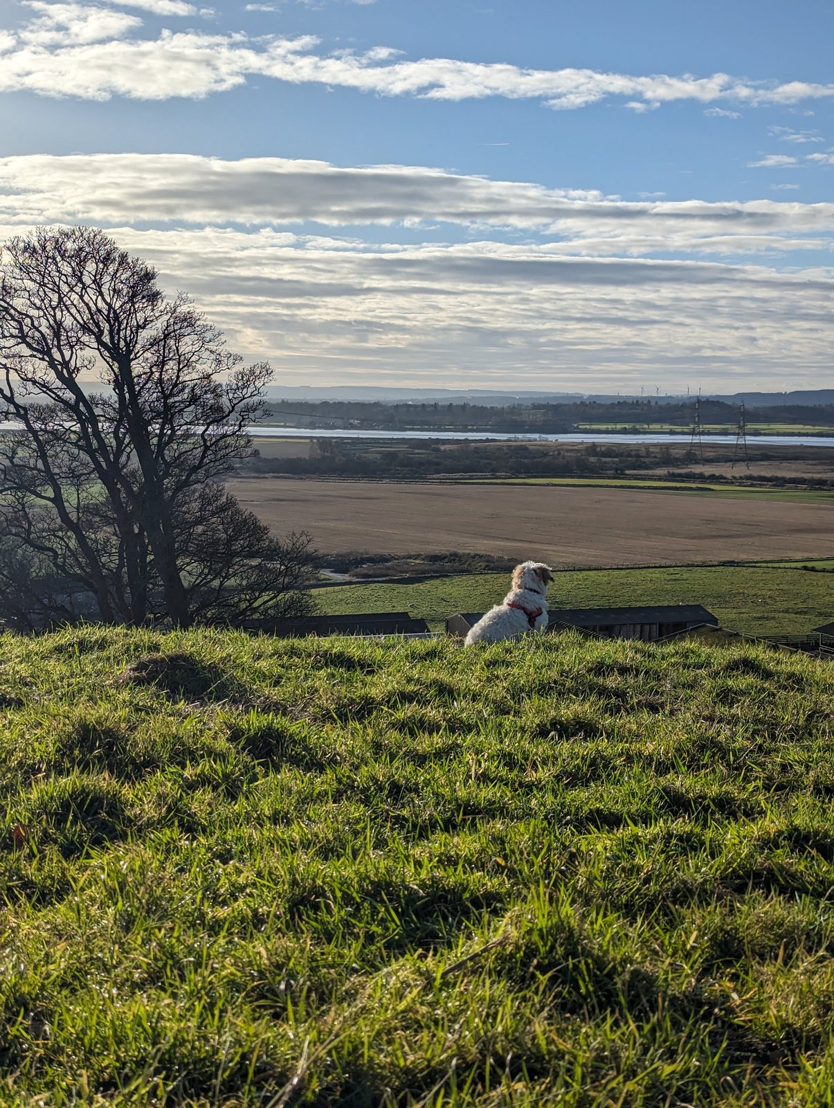 Lillie the dog on the grassy top of King's Seat Hill at Clackmannan.