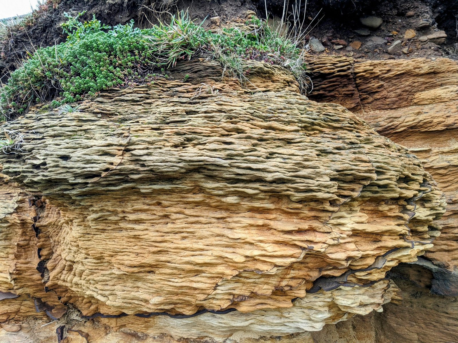 Folded red sandstone strata on the shore at Crail.