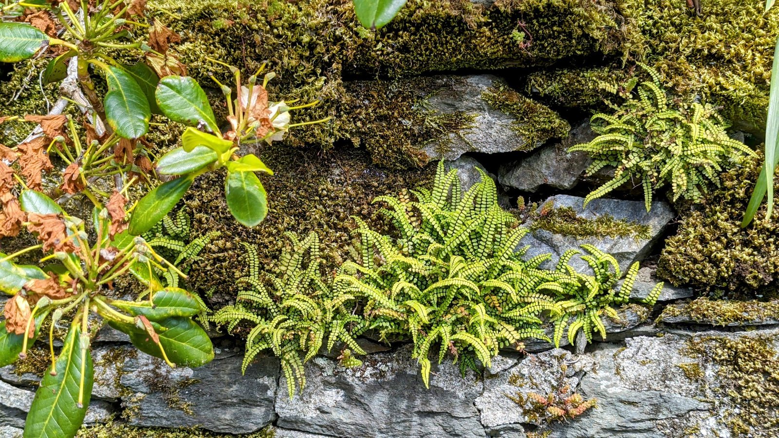 Ferns and wildflowers growing out of an old drystone wall beside the Crinan Canal at Dunardry.