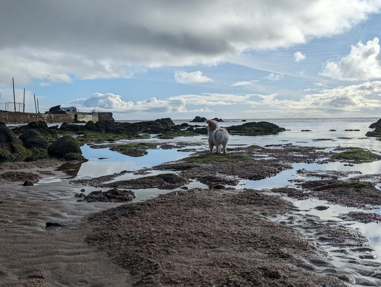 Lillie the dog on the rocky, seaweed-covered foreshore at Cruden Bay.