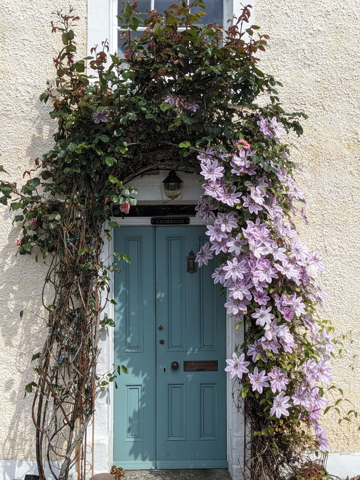 A teal cottage door framed by climbing purple clematis in Culross.