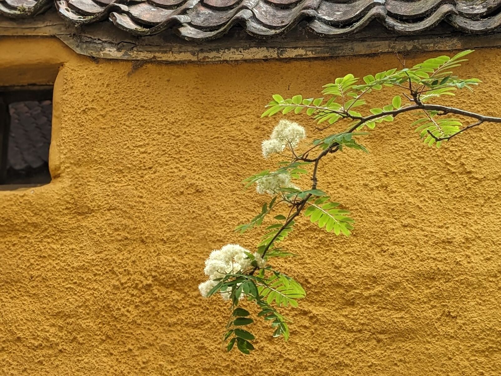 A flowering branch against the ochre-yellow harled wall and red pantile roof of Culross Palace.