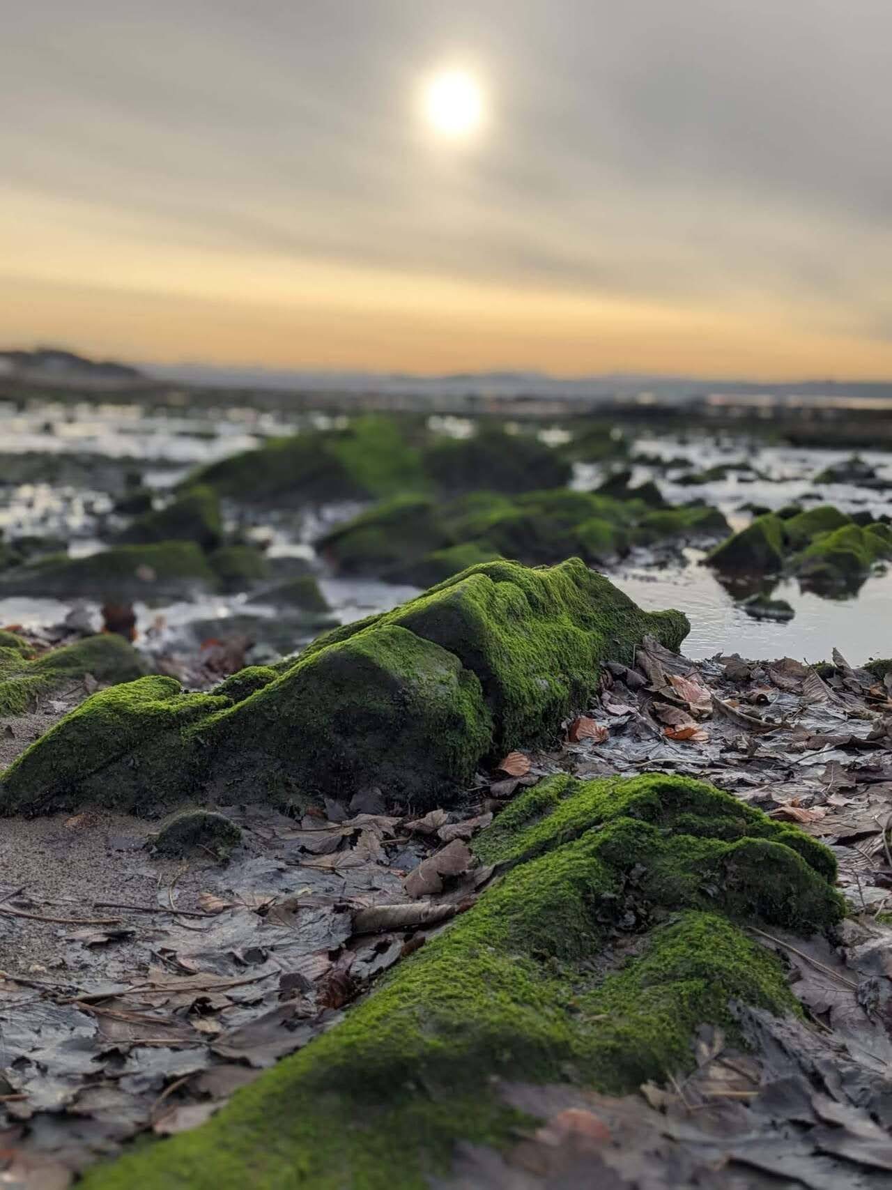 Bright green seaweed-covered rocks on the Firth of Forth foreshore at Culross.