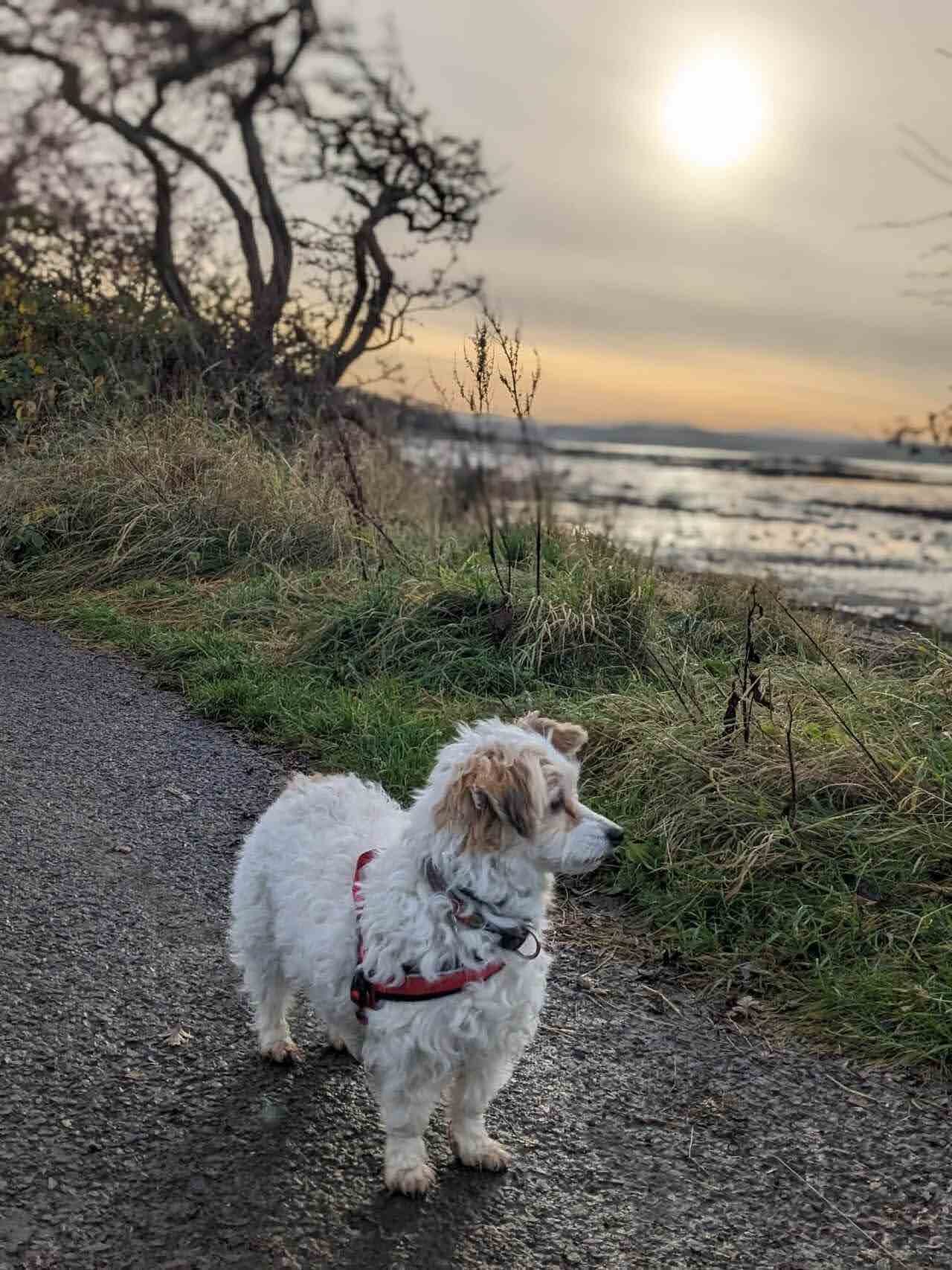 Lillie the dog on the Fife Coastal Path beside the Forth at Culross.