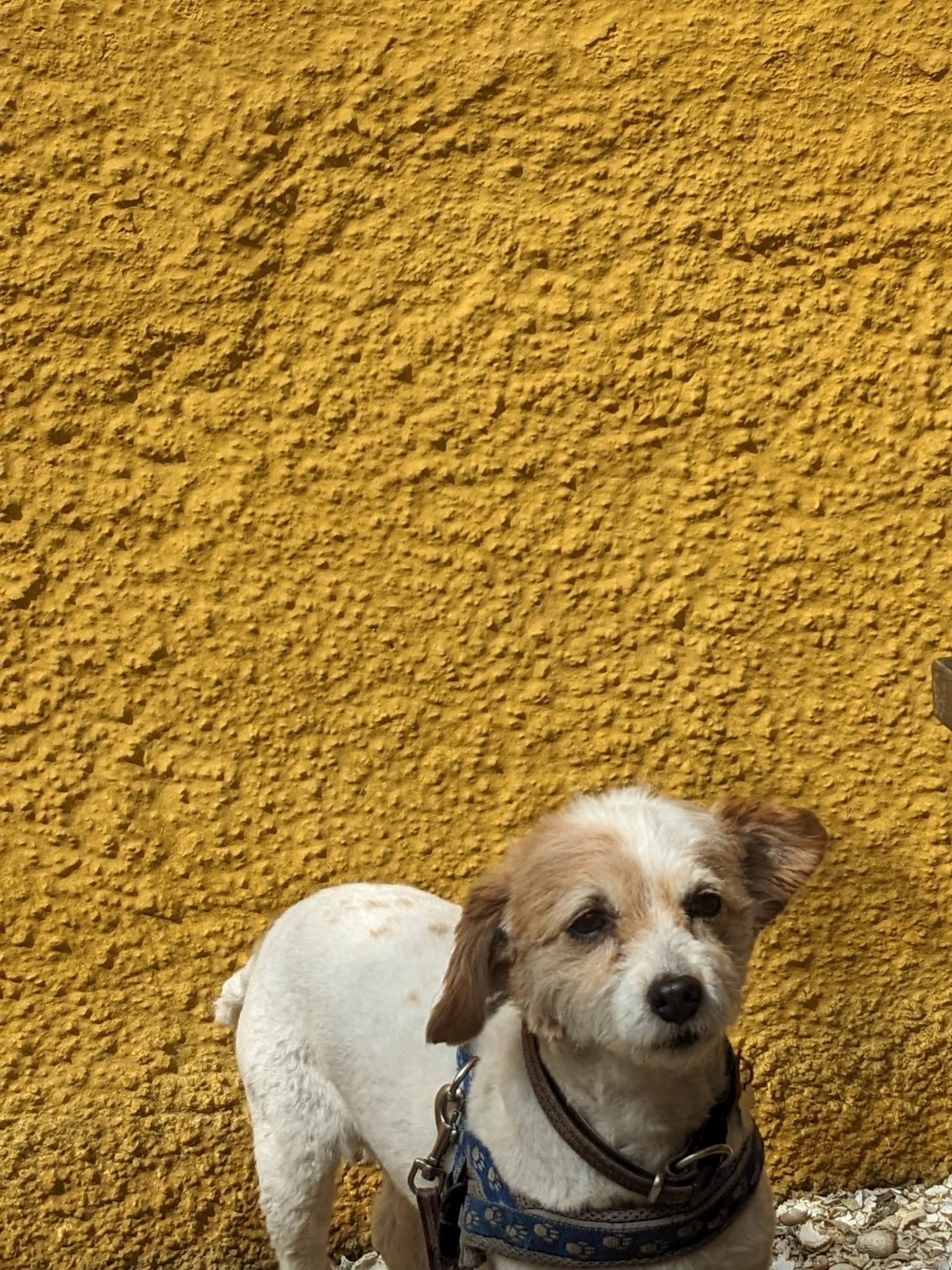 Lillie the dog sitting against the ochre-yellow harled wall of Culross Palace.